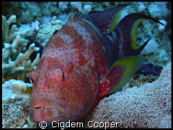 Lyretail grouper by Cigdem Cooper 